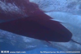 海浪鱼类视频素材