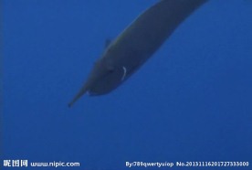 海浪鱼类视频素材
