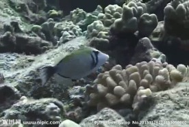 海浪海底生物视频素材