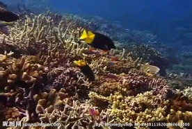 海底生物视频素材
