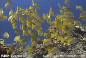 海底海洋生物视频素材