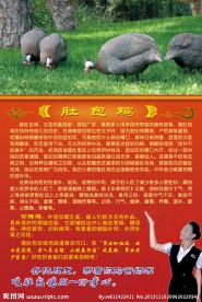 珍珠鸡