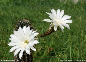 仙人球花