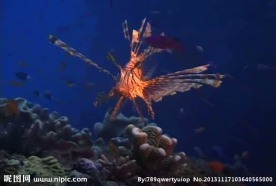 海底海洋生物视频素材