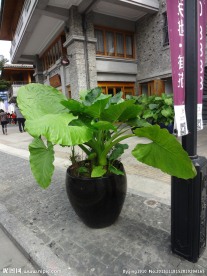 海芋