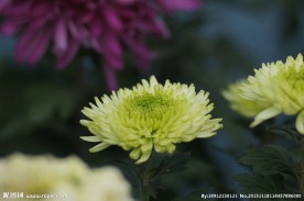 瘦西湖菊花