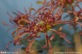 瘦西湖菊花