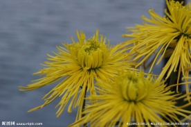 瘦西湖菊花