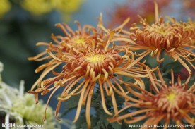 瘦西湖菊花