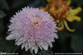 瘦西湖菊花