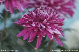 瘦西湖菊花