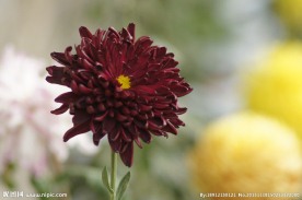 瘦西湖菊花