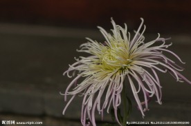 瘦西湖菊花