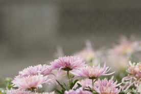 瘦西湖菊花