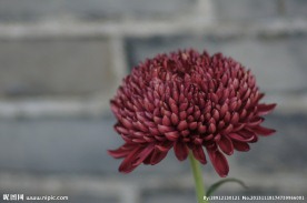 瘦西湖菊花