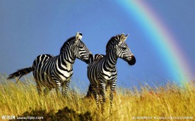 斑马 彩虹
