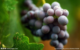 葡萄