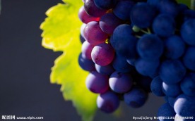 葡萄