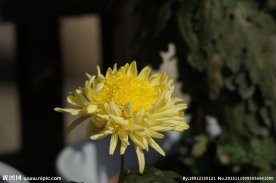 瘦西湖菊花