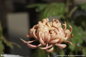 瘦西湖菊花