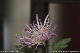 瘦西湖菊花