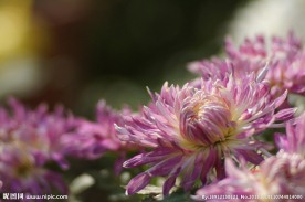 瘦西湖菊花