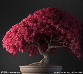 盆栽 优秀盆栽模型