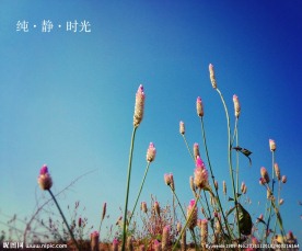 天空下的花