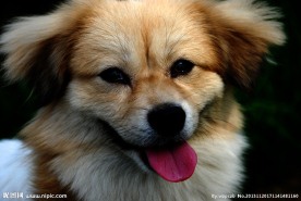 狗狗