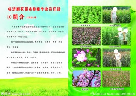 利农苗木种植专业合作