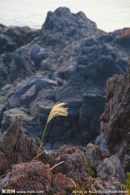 孤独的芦苇