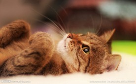 黄猫