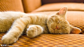 黄猫