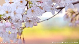 樱桃花