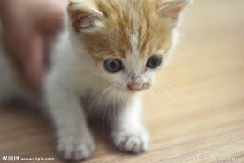 猫猫