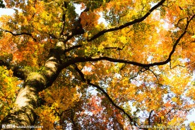 安吉大溪村红枫林