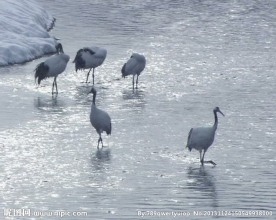 仙鹤水流视频素材
