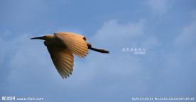 飞鸟