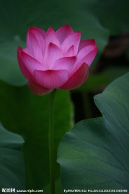 中国风 荷花