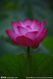 中国风 荷花