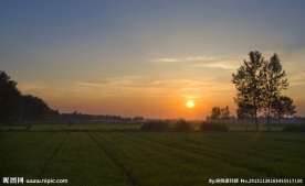 麦田夕照