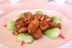 金钱杏鲍