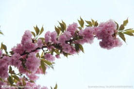 一枝花