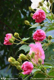 芙蓉花