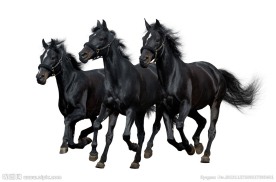 黑马奔腾