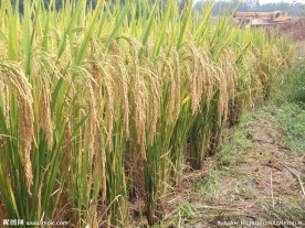水稻