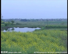 油菜花视频素材