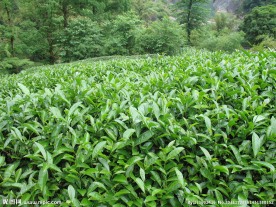 武夷岩茶