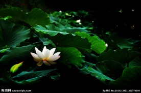荷花