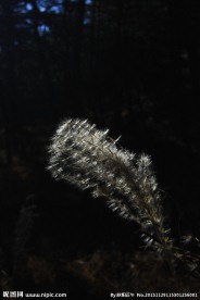 芦花